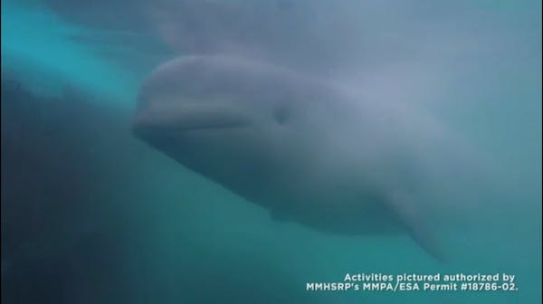 Endangered Beluga whale calf rescued near Alaska