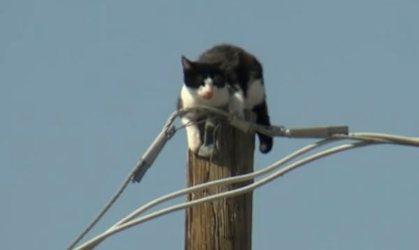 Cat rescued after days on utility pole in Phoenix