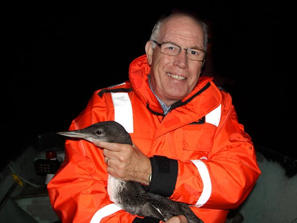 Carrol Henderson, supervisor of the state's Nongame Wildlife Program, has been immersed in the study of the health of MInnesota loons in wake of the D