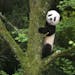 A giant panda cub in the Imax film “Pandas.”