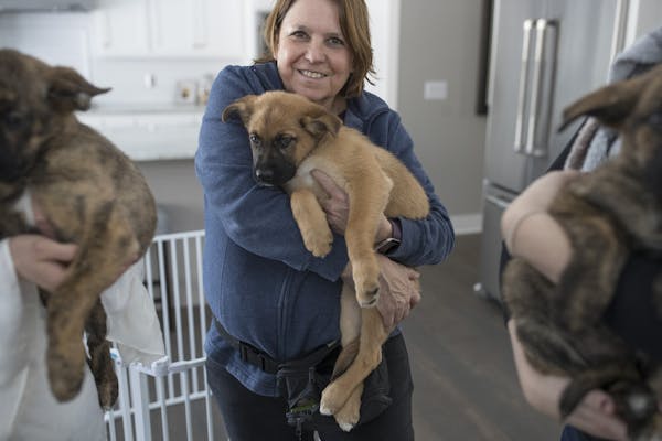 Debi Pool worked with puppies during a photo shoot with her animal talent agency called Animal Talent Pool.