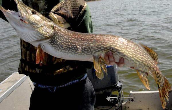 The DNR is allowing record-eligible northerns, like this monster caught in Upper Red Lake, to be measured and photographed, then released before it’