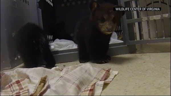 Bear cubs get rescued by Virginia police