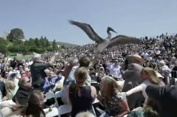 Pelicans 'photo bomb' Pepperdine beach graduation