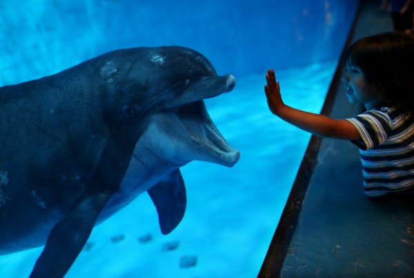 Minnesota Zoo dolphin Semo came up to the glass for a close up for three-year-old Cipactli Acosta on Monday, May 14, 2012 in Apple Valley, Minn. The M