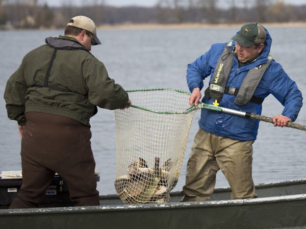 DNR fisheries biologists and other staff trap walleyes to produce eggs that eventually will be stocked as fry or fingerlings, keeping Minnesota lakes 