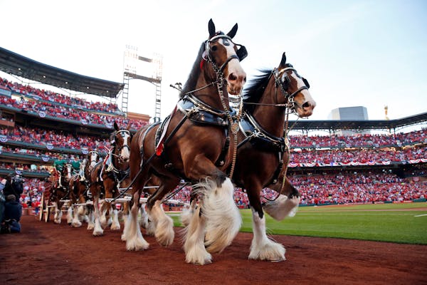 The Budweiser Clydesdales made their way around the warning track at Busch Stadium as part of Opening Day festivities between the Cardinals and Diamon
