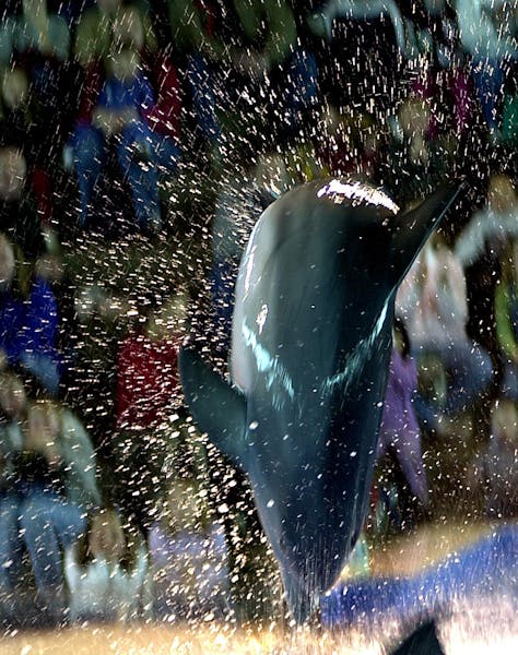 In this 2002 photo, Semo leaps during a performance at the Minnesota Zoo's Discovery Bay exhibit.