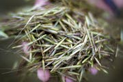 Wild rice grows exclusively in some parts of the Great Lakes states, primarily Minnesota.