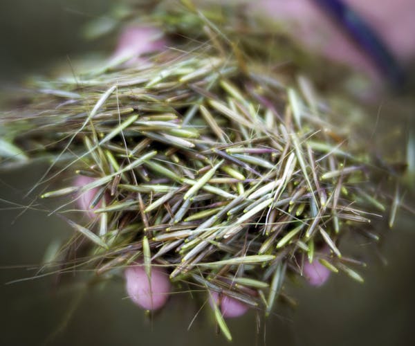 Wild rice grows exclusively in some parts of the Great Lakes states, primarily Minnesota.