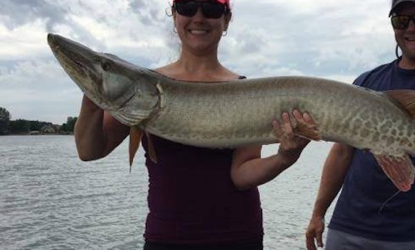 Muskies, like this 51-inch monster in Pelican Lake, aren't welcome in parts of Otter Tail County.