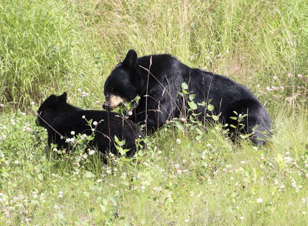A black bear and cub share a spot in tall grass in Anchorage, Alaska, in August 2017. (AP Photo/Mark Thiessen)