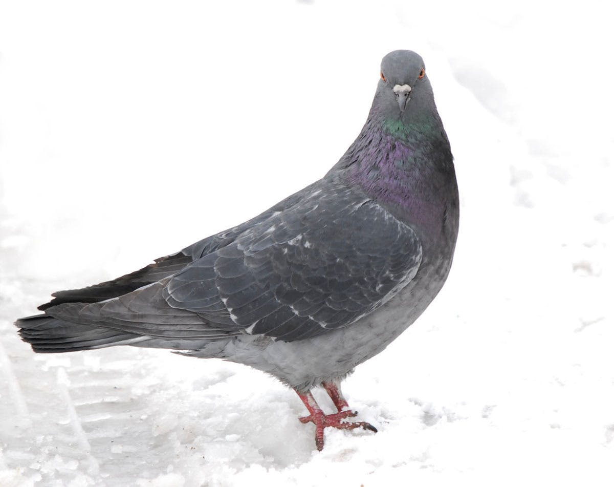 Do Pigeons Fly South For The Winter? 