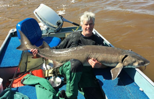 Stillwater angler sets new catch-and-release record with 73-inch lake sturgeon