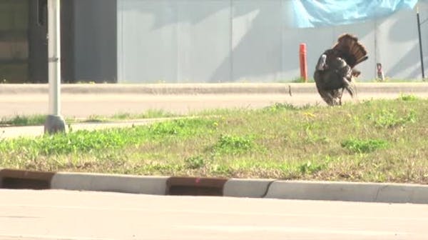 Quirky turkey stops traffic in Rochester