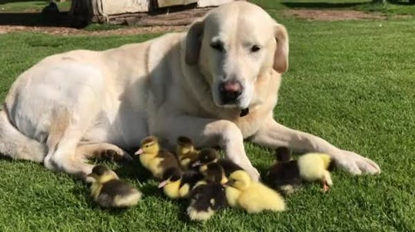 Labrador named Fred is dad to 9 ducklings