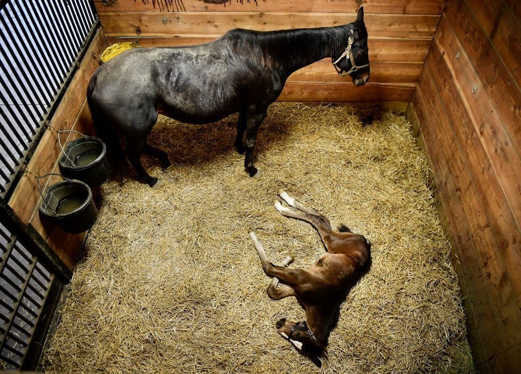 One More Strike stood in her stall as her week-and-a-half old foal, sired by Triple Crown winner American Pharaoh, took a nap.