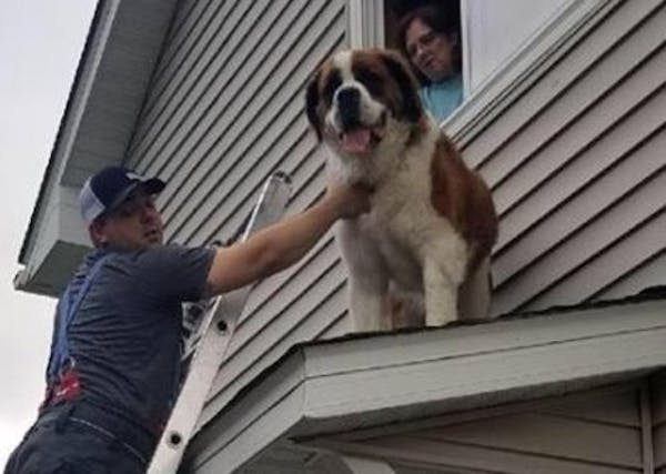 180-pound Saint Bernard dog rescued from roof