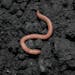 Earthworms eat leaf litter, preventing it from supporting forest wildflowers, ferns and young plants.