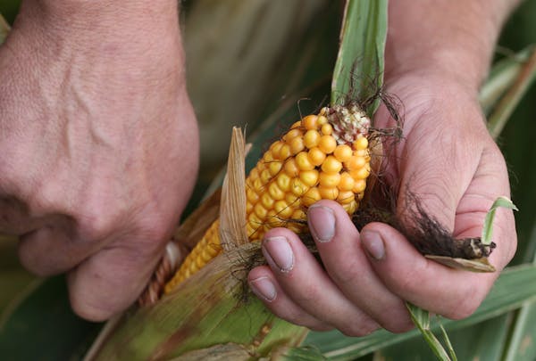 Dan Erickson, regional representative for the Minnesota Corn Growers Association, examined his corn crop at his Alden, Minn., farm.