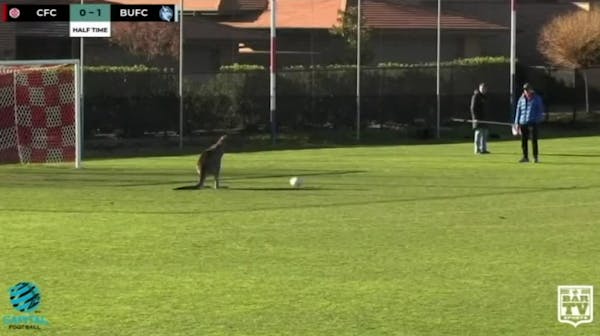 Kangaroo interrupts soccer game, plays goalie