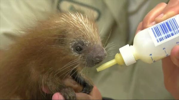 Baby porcupine born at Brookfield Zoo
