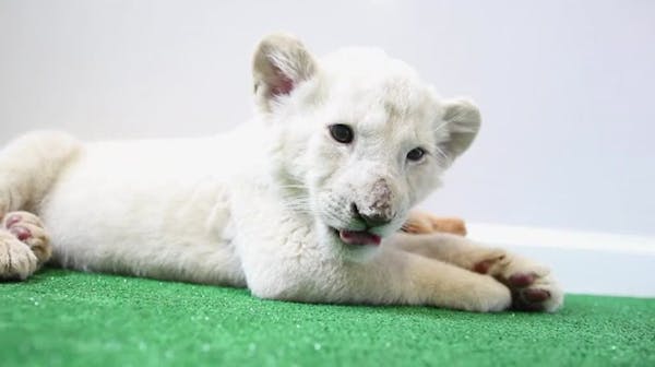 White lion cub debuts at Texas sanctuary