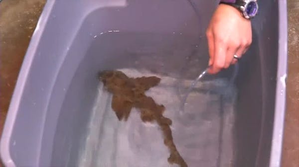 Raw: Stolen shark back at Texas aquarium
