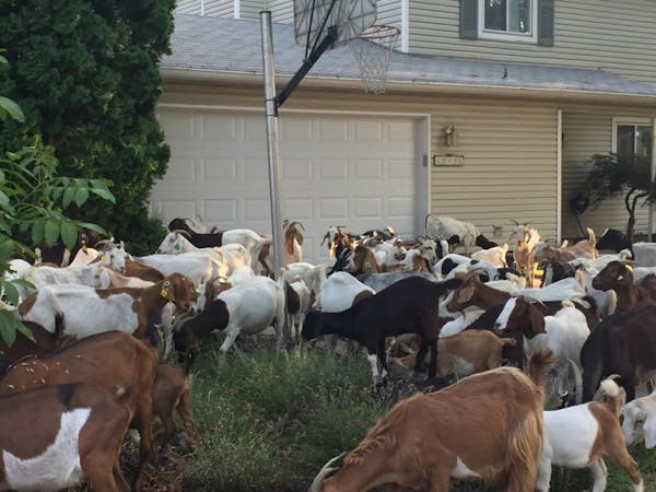 Goats invade Boise neighborhood