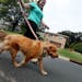 Claire Barczak, 21, works as a dog walker through the Wag app two days a week. Here she walked Chloe, a one-year-old retriever mix.