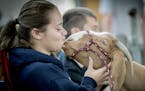 Carissa Kleinwort, from the Triton FFA, received a kiss from her goat "Tally" on the last day of the Minnesota State Fair, Monday, September 4, 2017 i