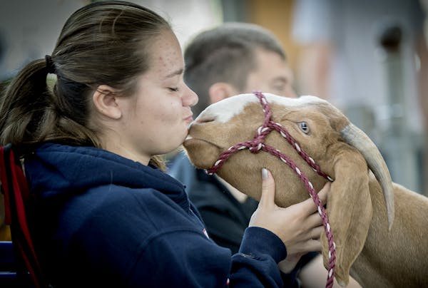 Carissa Kleinwort, from the Triton FFA, received a kiss from her goat "Tally" on the last day of the Minnesota State Fair, Monday, September 4, 2017 i