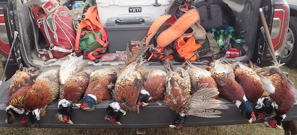 For the 20,000 Minnesotans who hunt pheasants in South Dakota every year, 2017 was memorably light on birds. But there's good news in their home state