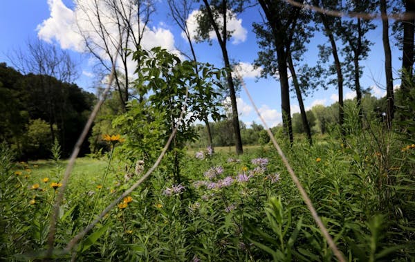Wildflowers grow in a prairie at Minnetonka's Lone Lake Park in July. The nonprofit group Protect Our Minnetonka Parks sued the city Thursday over a p