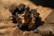 Zebra mussels have been found in lakes in Grant, Stevens and Wright counties, adding to a list of Minnesota waters that have recently reported infesta