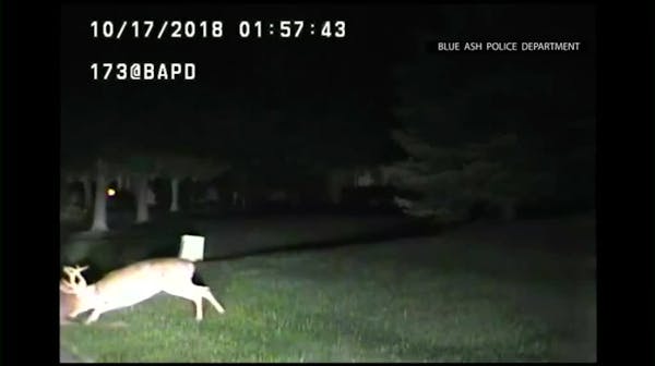 Two bucks lock horns, fight on dashcam video