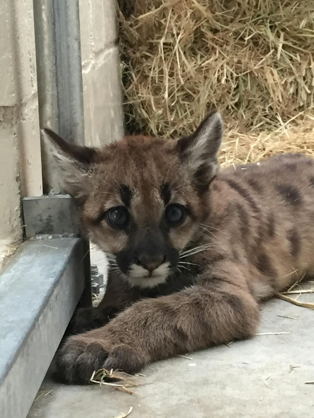 Puma cubs arrive at Como Zoo