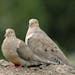 Mourning doves raise their brood in scanty nests, often in evergreen trees.