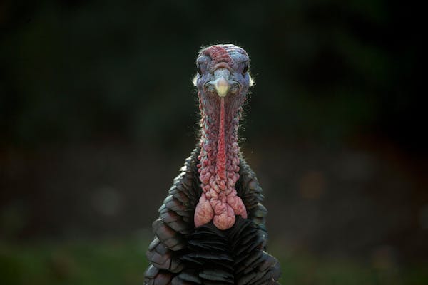 What a turkey, this year's honoree.