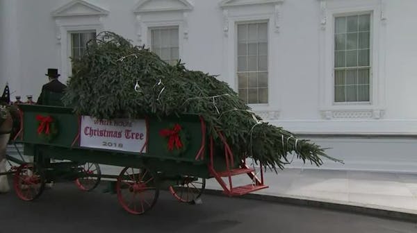 Trumps welcome White House Christmas tree