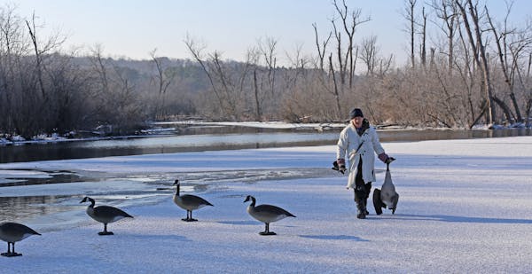 Wendell Diller shot and retrieved a Canada goose in river backwaters made accessible by early winter ice. The retrieve came with complications for ano