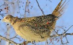 A ringnecked pheasant hen flies into a crab apple tree to gain winter nourishment.