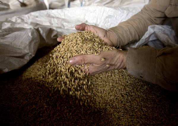 A farmer showed off dried barley before it is malted.