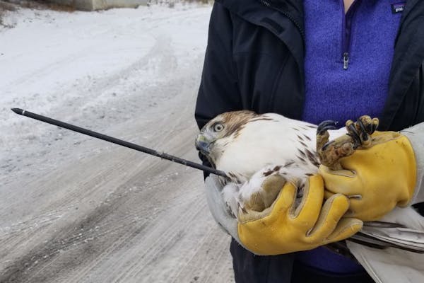 This red-tail hawk did not survive being shot by an arrow in the Twin Cities.