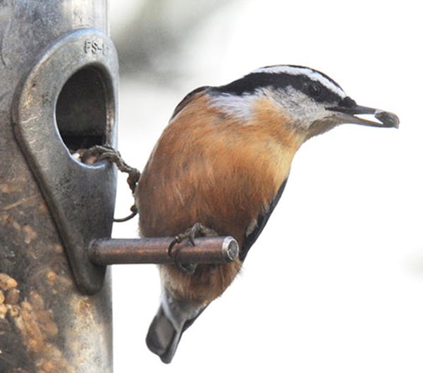 Red-breasted nuthatch. That red breast sets them apart from their cousins.