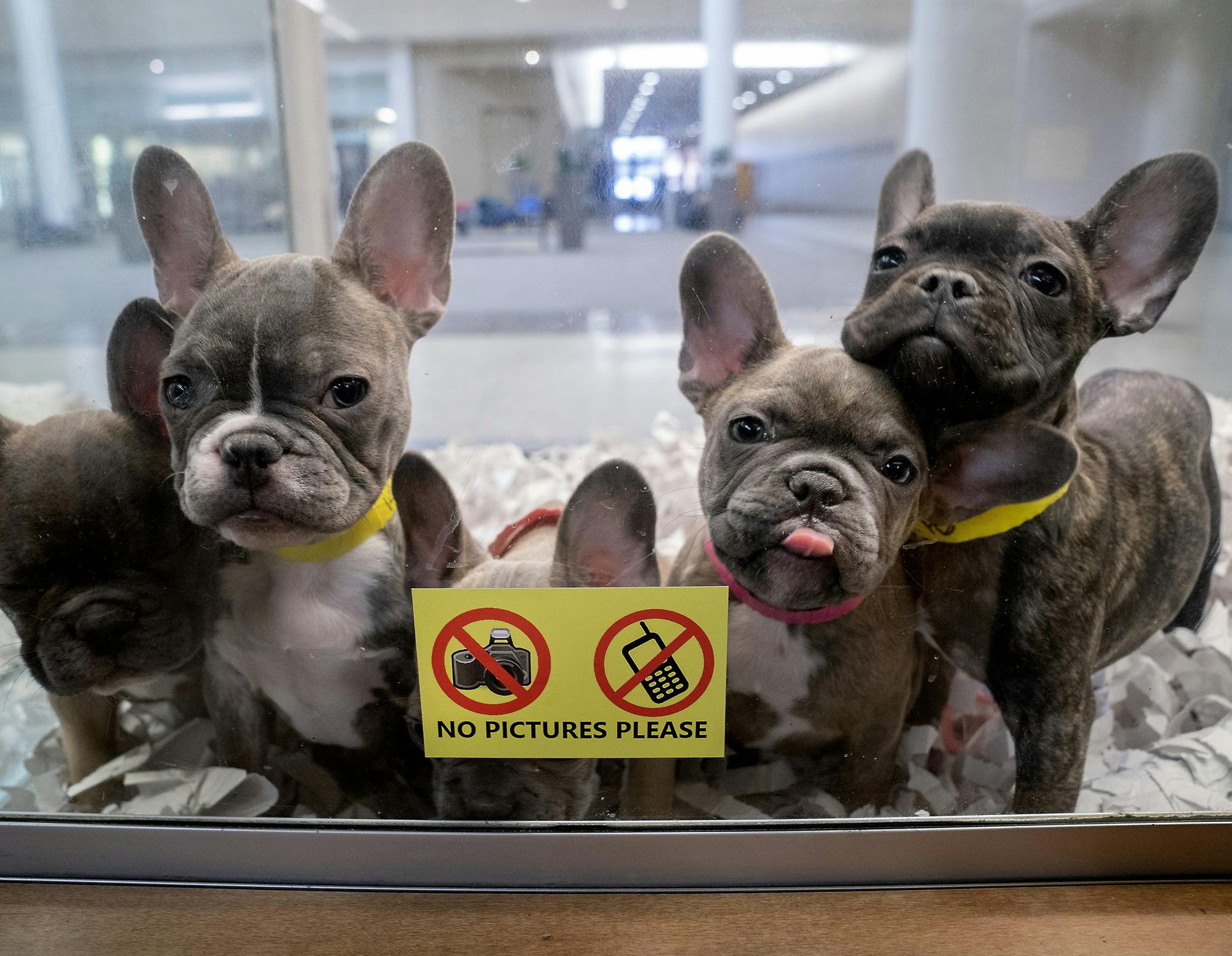 Puppies, protests and a clash of beliefs at last Twin Cities pet shop
