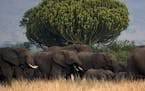A herd of elephants made its way past a euphorbia tree in Uganda’s Queen Elizabeth National Park, which has great wildlife diversity.