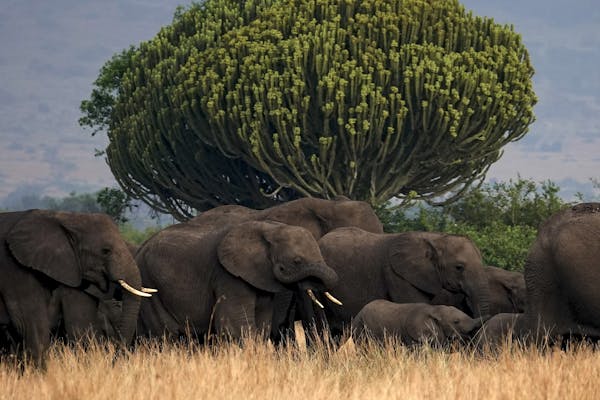 A herd of elephants made its way past a euphorbia tree in Uganda’s Queen Elizabeth National Park, which has great wildlife diversity.