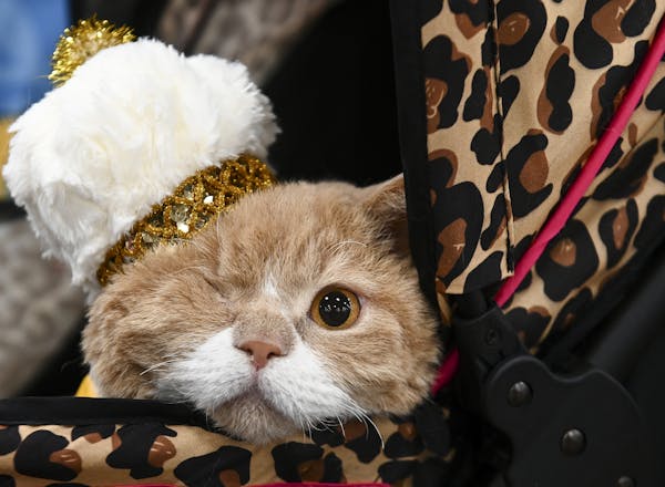 Commander Wolffe, a one-eyed Selkirk Rex, borrowed his sister Rosa’s crown after confusion over a tiebreaker led to two cats being declared winner. 