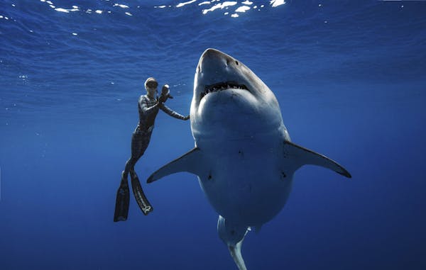 Shark researchers close encounter with great white